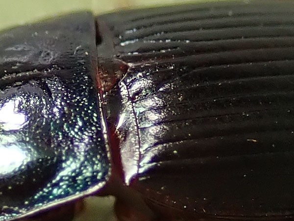 Carabidae: ancora un Harpalus:     Harpalus dimidiatus, femmina